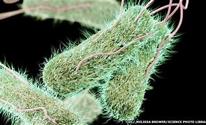 ABAT TYPHOID
